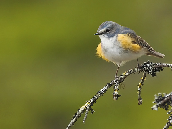 Sinipyrstö, Red-flanked Bluetail, Tarsiger cyanurus